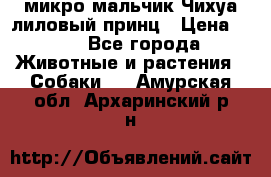 микро мальчик Чихуа лиловый принц › Цена ­ 90 - Все города Животные и растения » Собаки   . Амурская обл.,Архаринский р-н